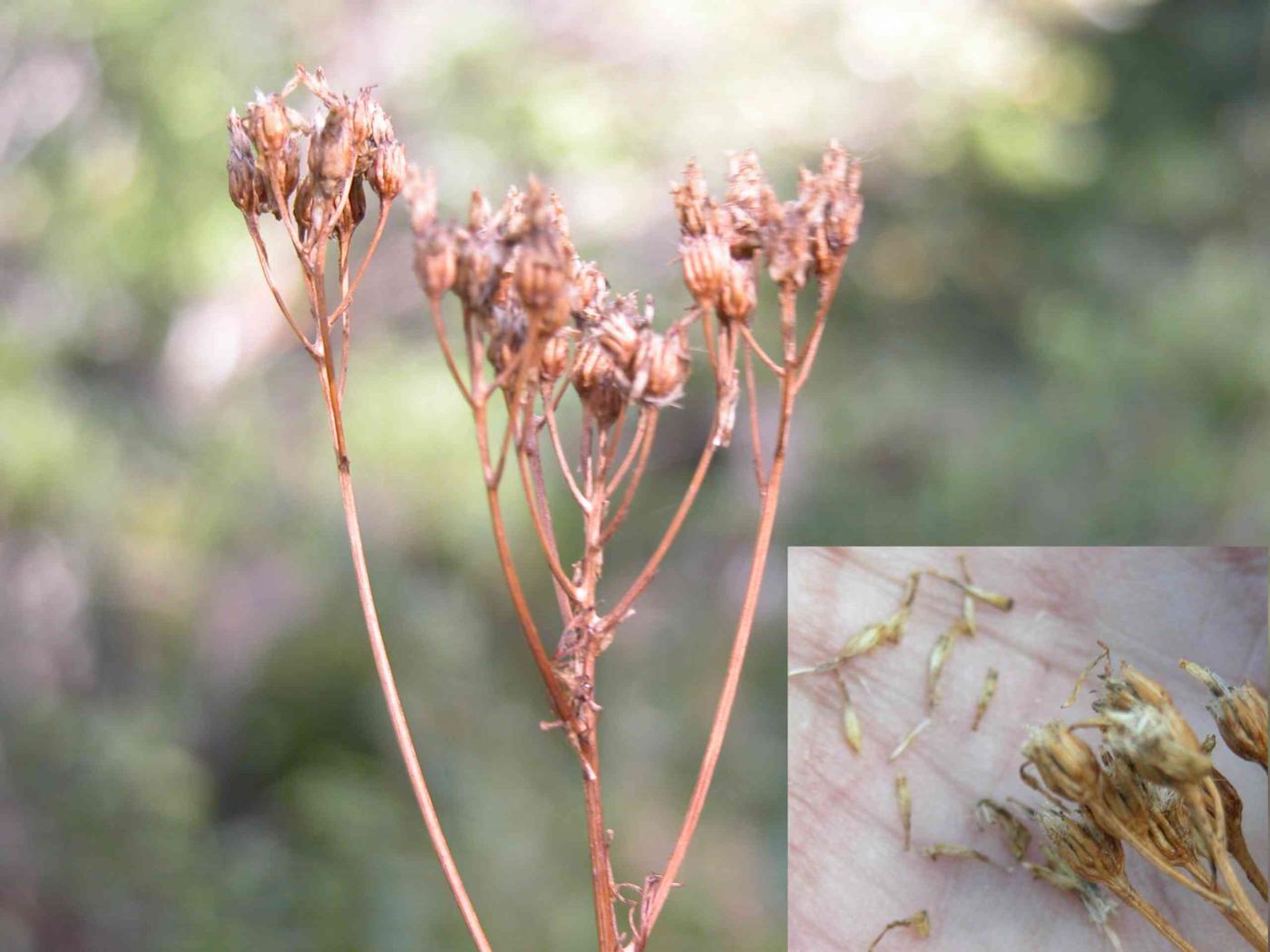 Ragwort, Adonis leaved fruit